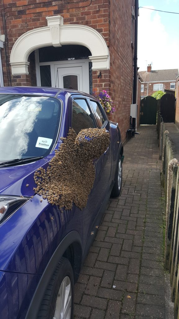 The bees which made their home on Shirley Taylor's Nissan Juke.